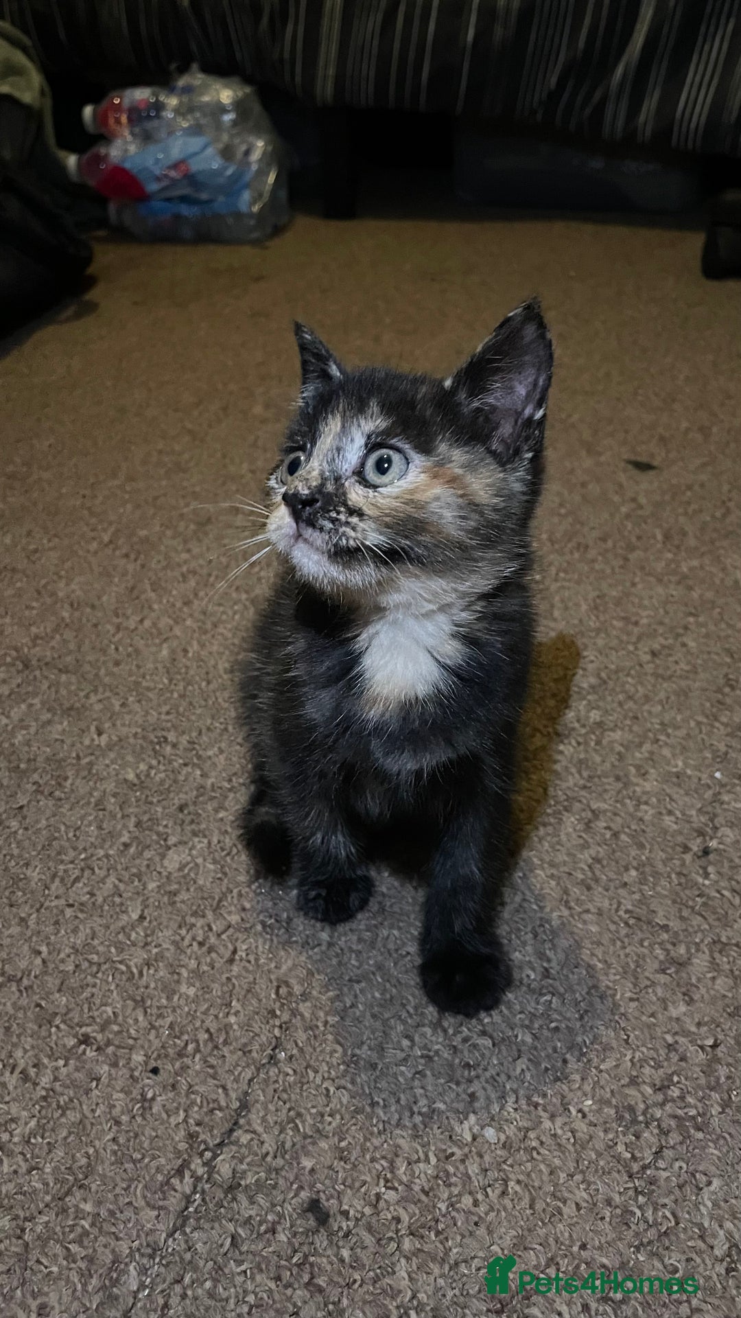 Mixed Breed cats for sale: 2 Beautiful Black (and ginger spots) Girl Kittens - Image 11