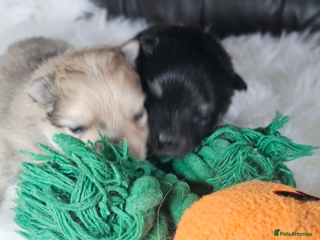 Pomeranian dogs for sale: 4 beautifull pomeranian puppies  - Advert 6