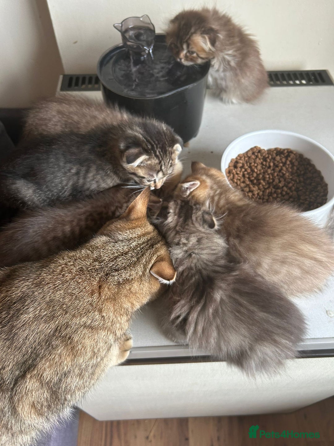 Scottish Fold cats for sale: 1 fold 2 straight Scottish darlings  - Image 8