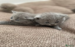British Shorthair cats for sale: BRITISH SHOR HAIR BLUE - Image 4