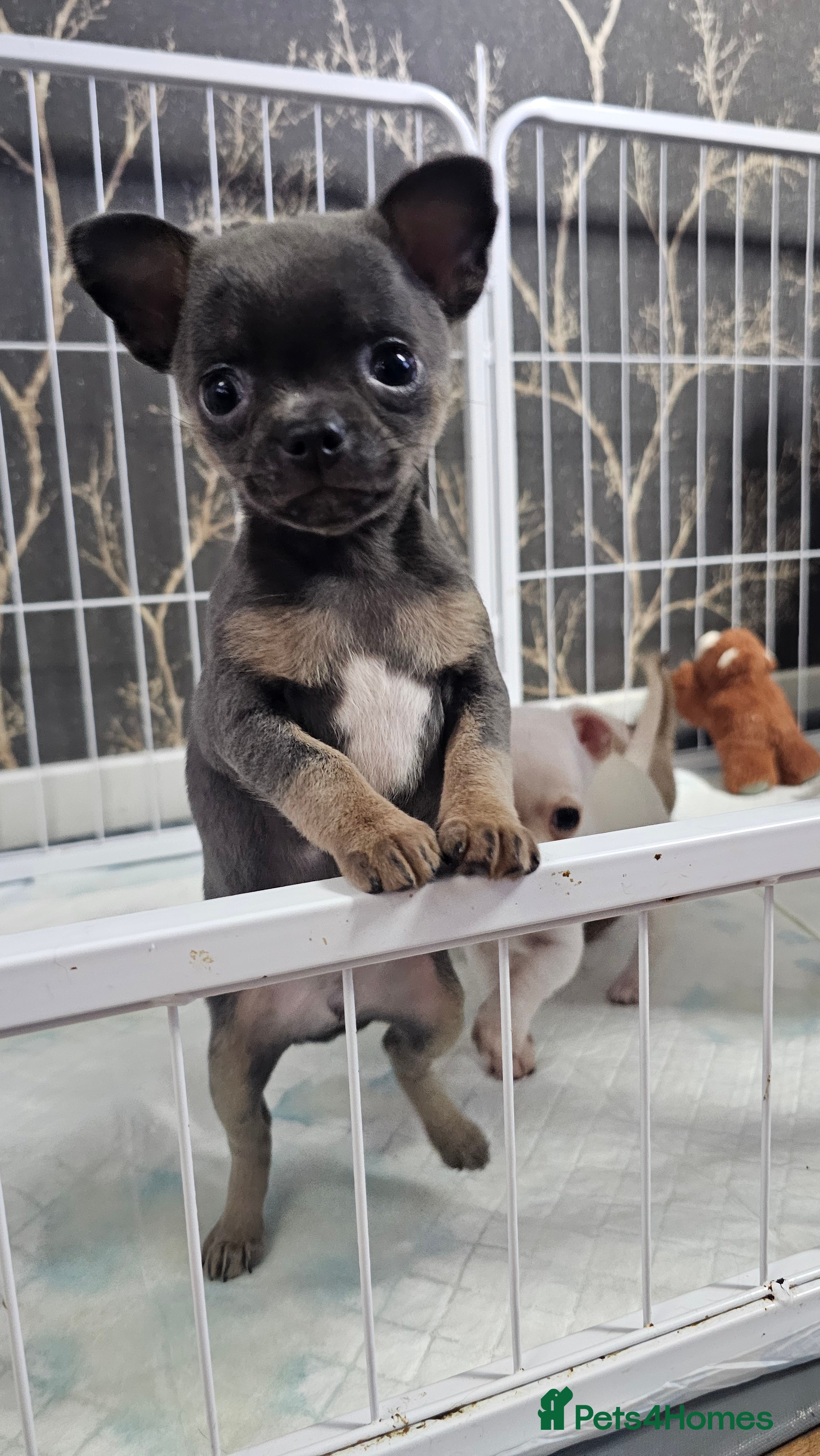 Chihuahua dogs Short coat chihuahuas looking for home 🏡 🐾💓🐶 - Advert 5