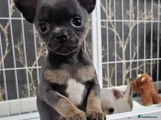 Chihuahua dogs Short coat chihuahuas looking for home 🏡 🐾💓🐶 - Advert 5