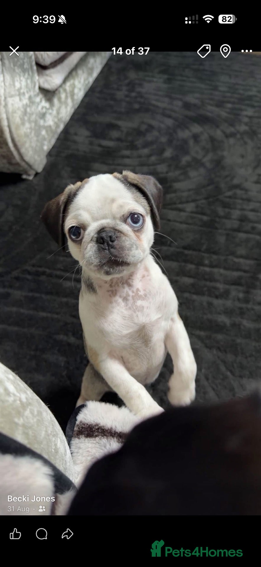 Pug dogs Beautiful panda pug girl  - Advert 7