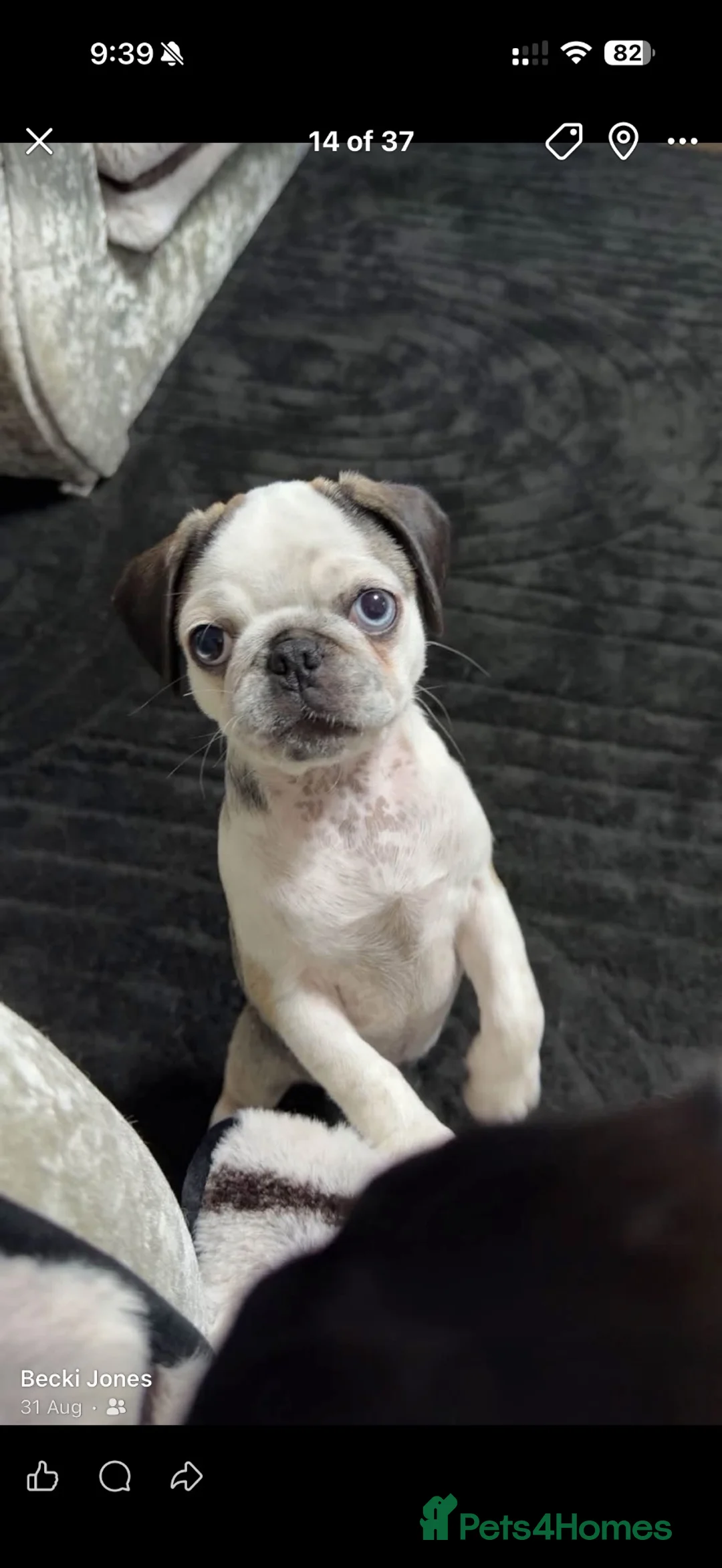 Pug dogs for sale: Beautiful panda pug girl  - Advert 1