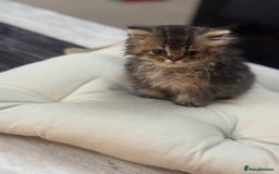 British Shorthair cats for sale: British shorthair  - Image 1
