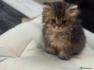 British Shorthair cats - Advert 35