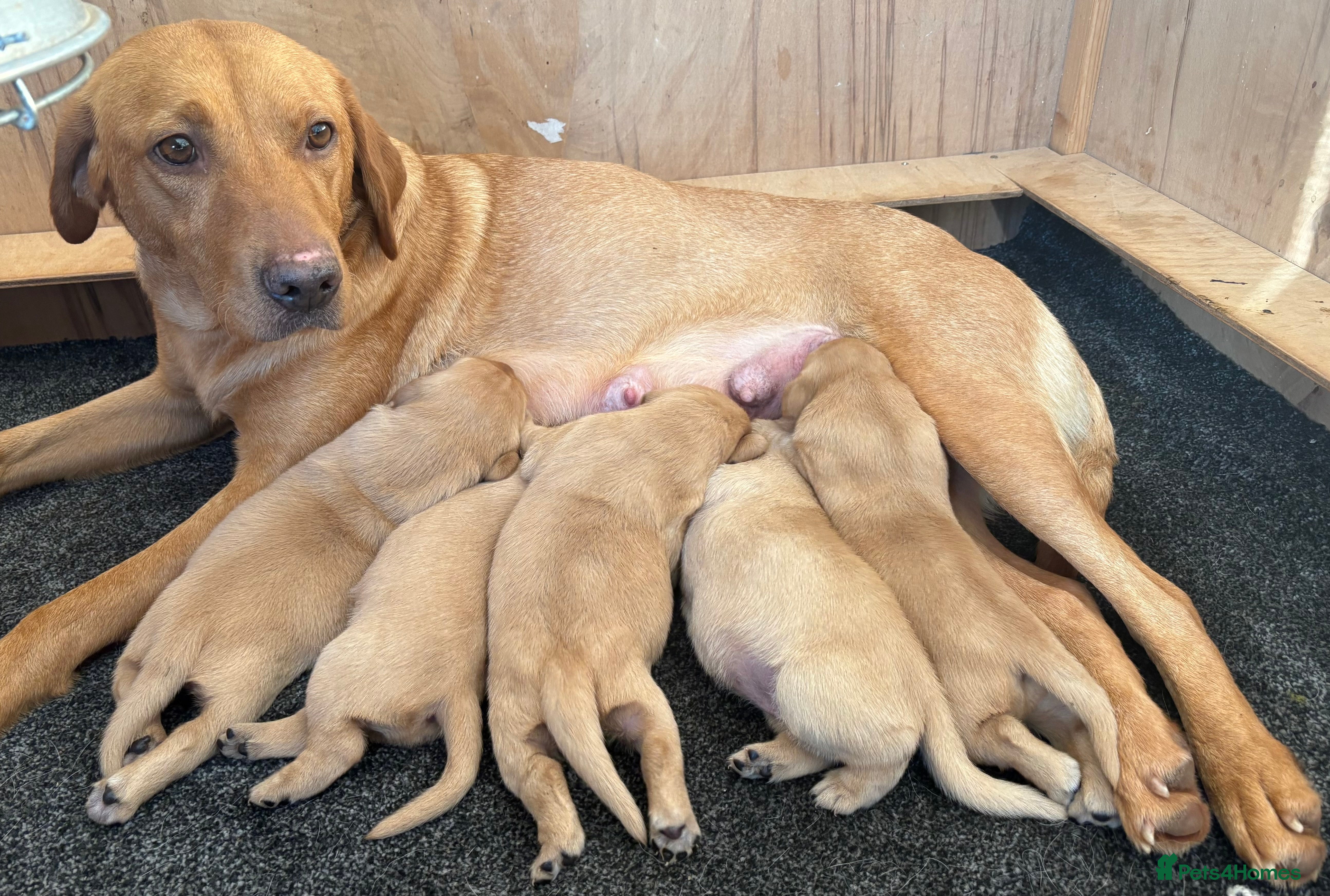Labrador Retriever dogs Labrador puppy’s  - Advert 1