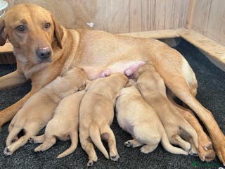 Labrador Retriever dogs Labrador puppy’s - Advert 8