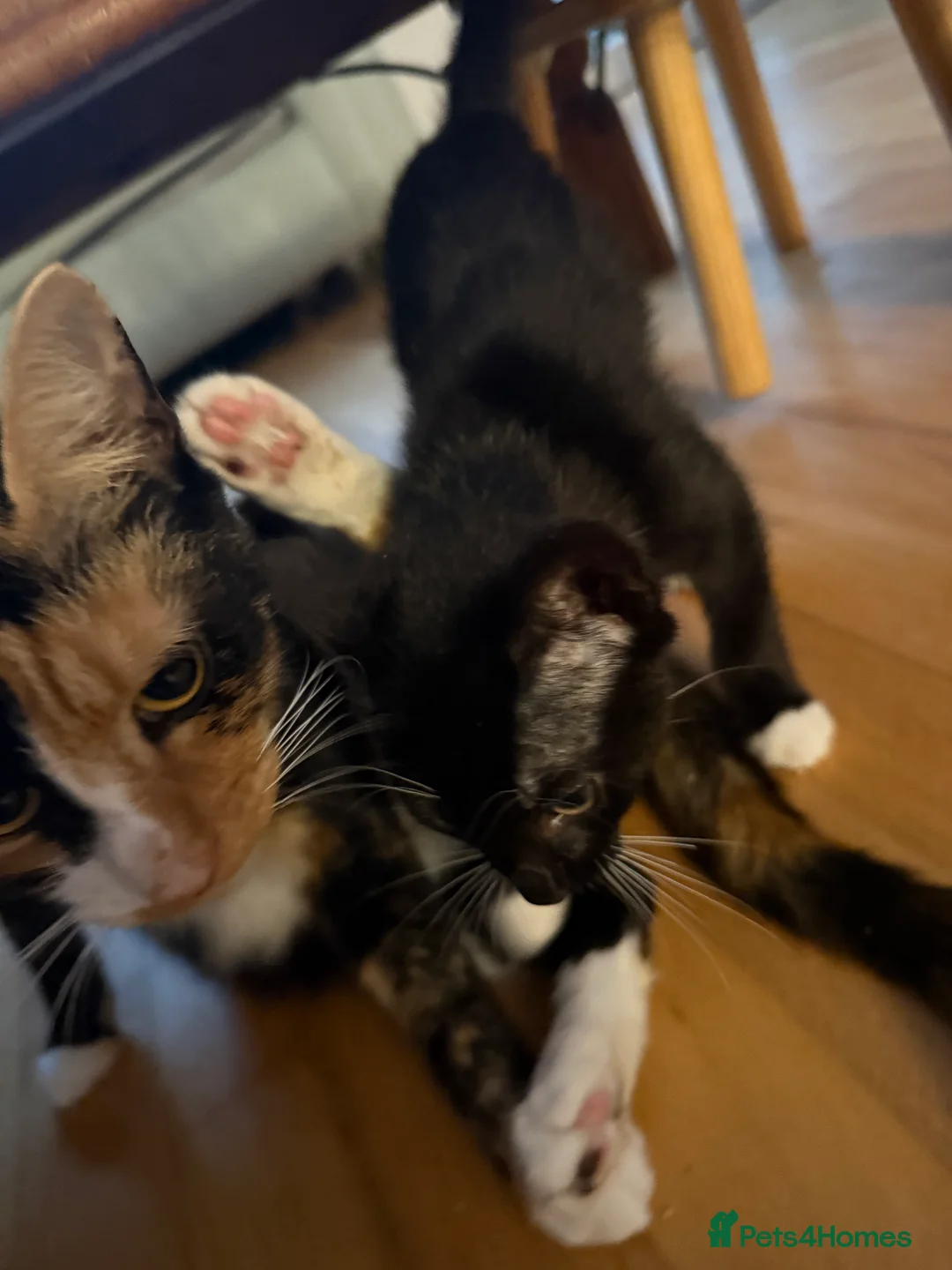 Mixed Breed cats for sale: black female - Advert 7