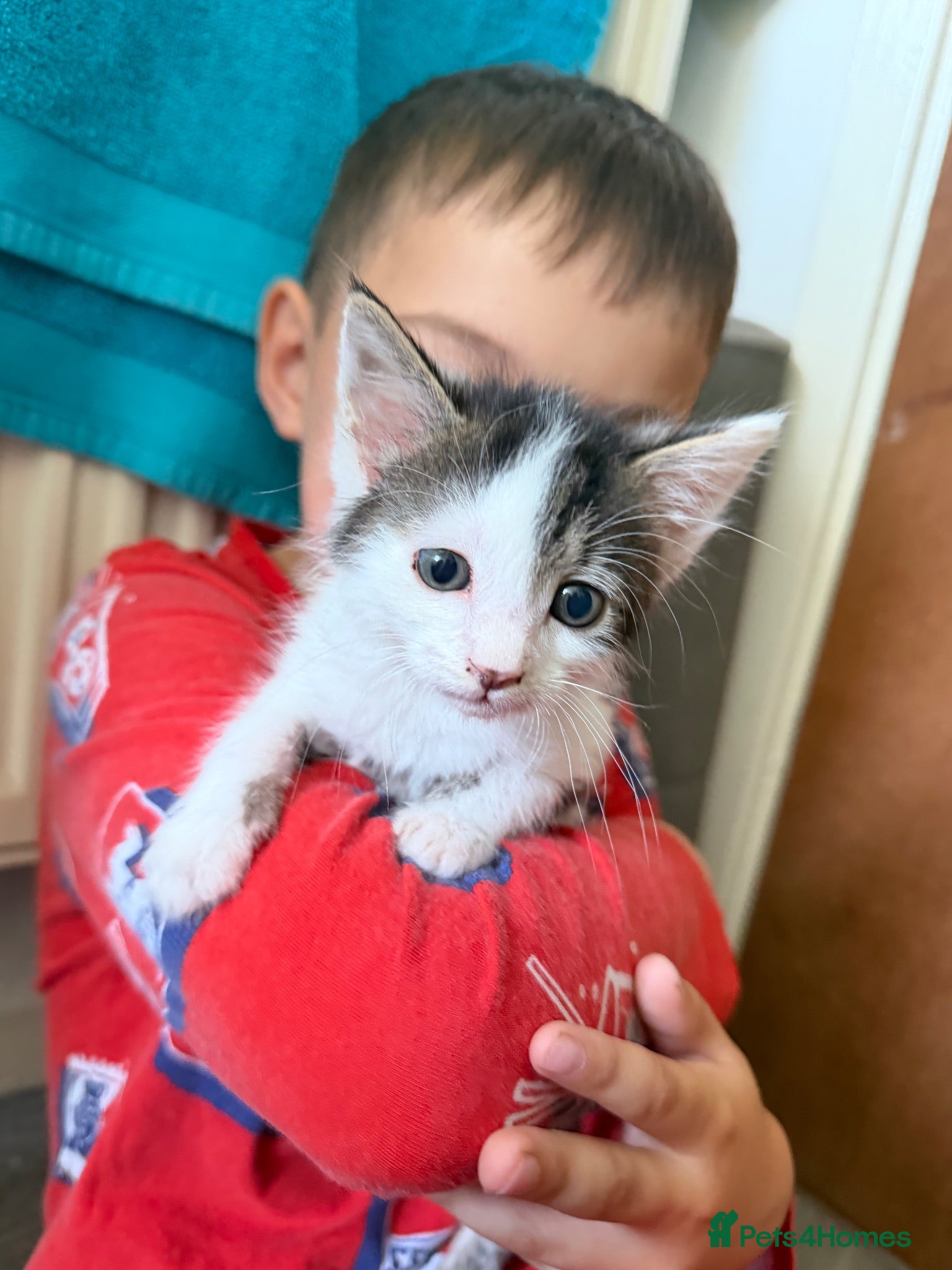 Mixed Breed cats Gorgeous kittens for sale - Advert 2