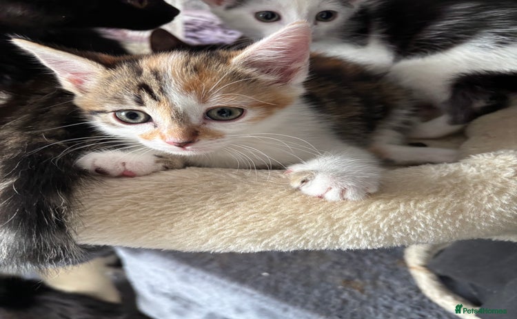 Mixed Breed cats - Advert 7