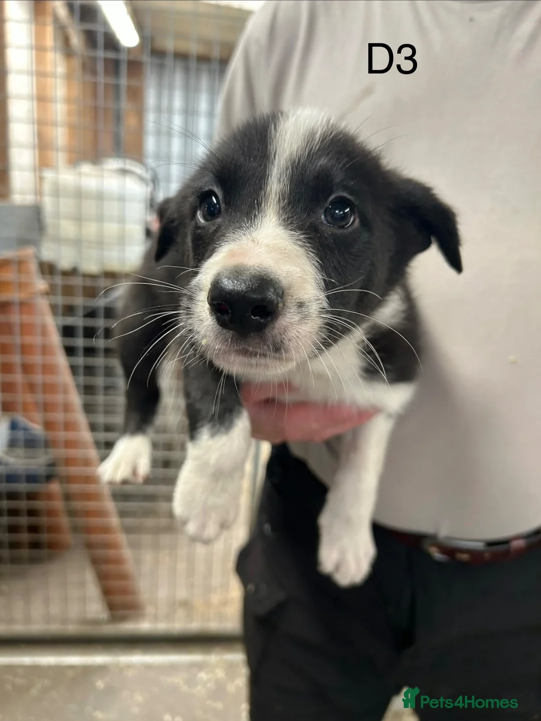 Border Collie dogs for sale: Pedigree BC Pup - Advert 2
