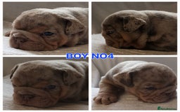 English Bulldog dogs for sale: Dwkc englìsh bulldog puppies  - Image 28