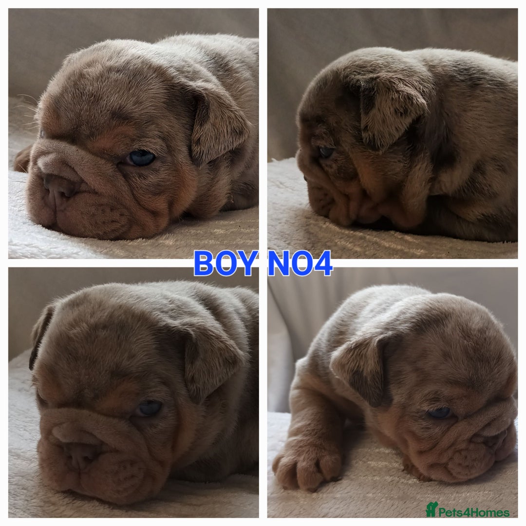 English Bulldog dogs for sale: Dwkc englìsh bulldog puppies  - Image 28
