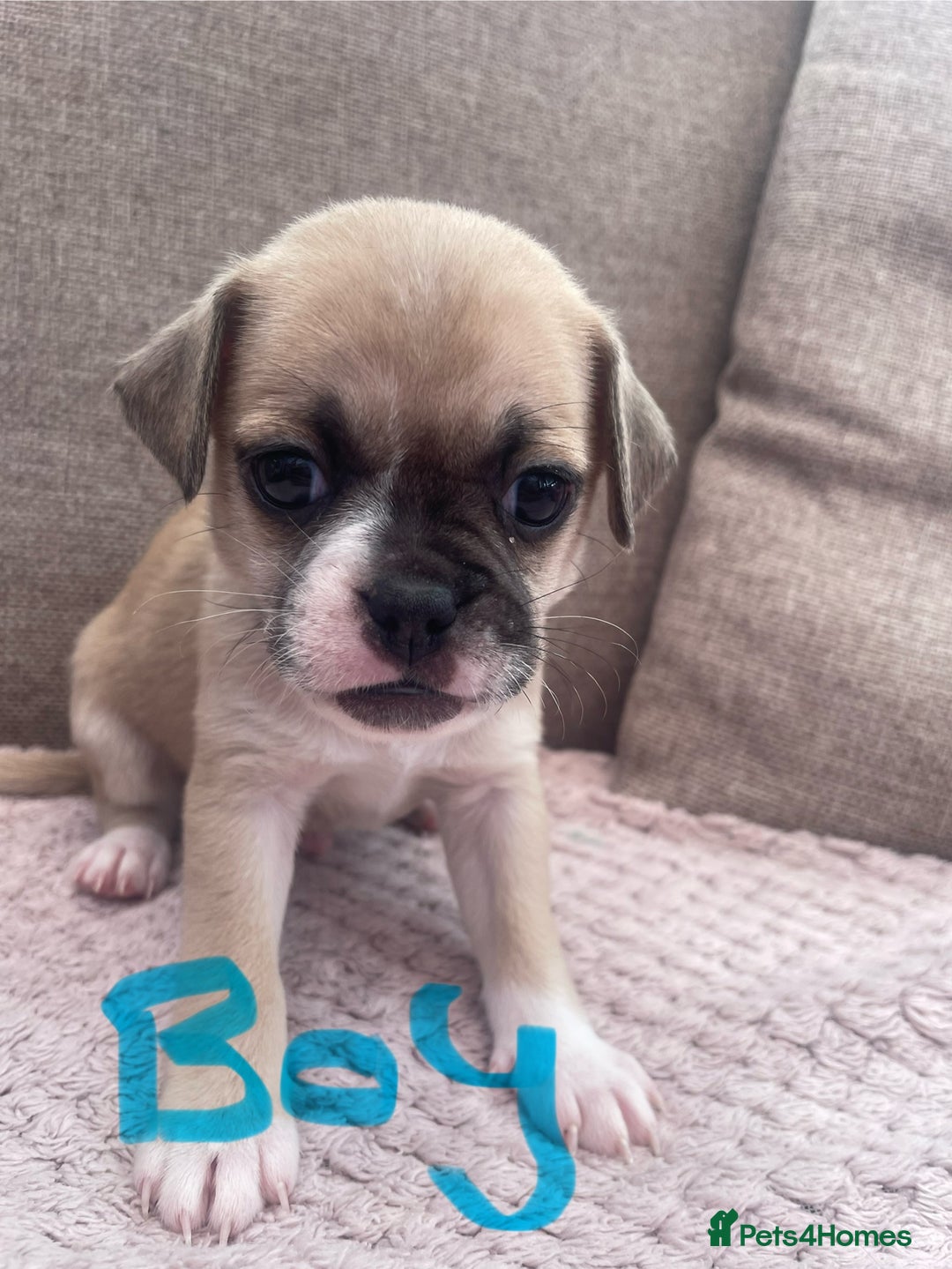 Mixed Breed dogs for sale: PUGAPOO 3 LEFT READY NOW  - Image 5