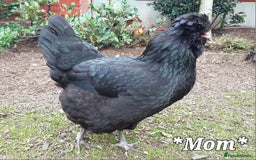 Chickens poultry for sale: Blue British tailed Araucana boy  - Image 15