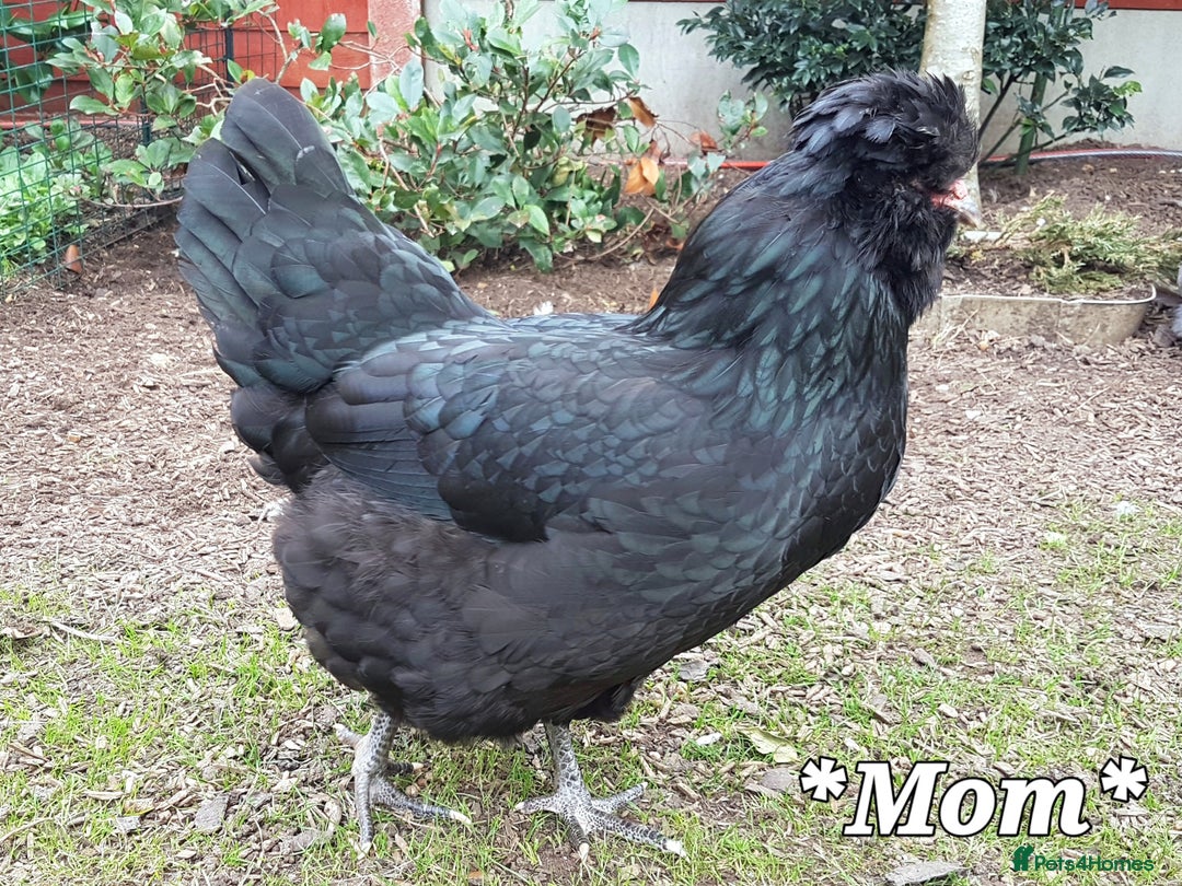 Chickens poultry for sale: Blue British tailed Araucana boy  - Image 15