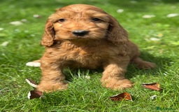 Cockapoo dogs for sale: BEAUTIFUL RED F1 COCKAPOO’S HEALTH TESTED PARENTS  - Image 2