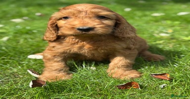 Cockapoo dogs - Advert 13