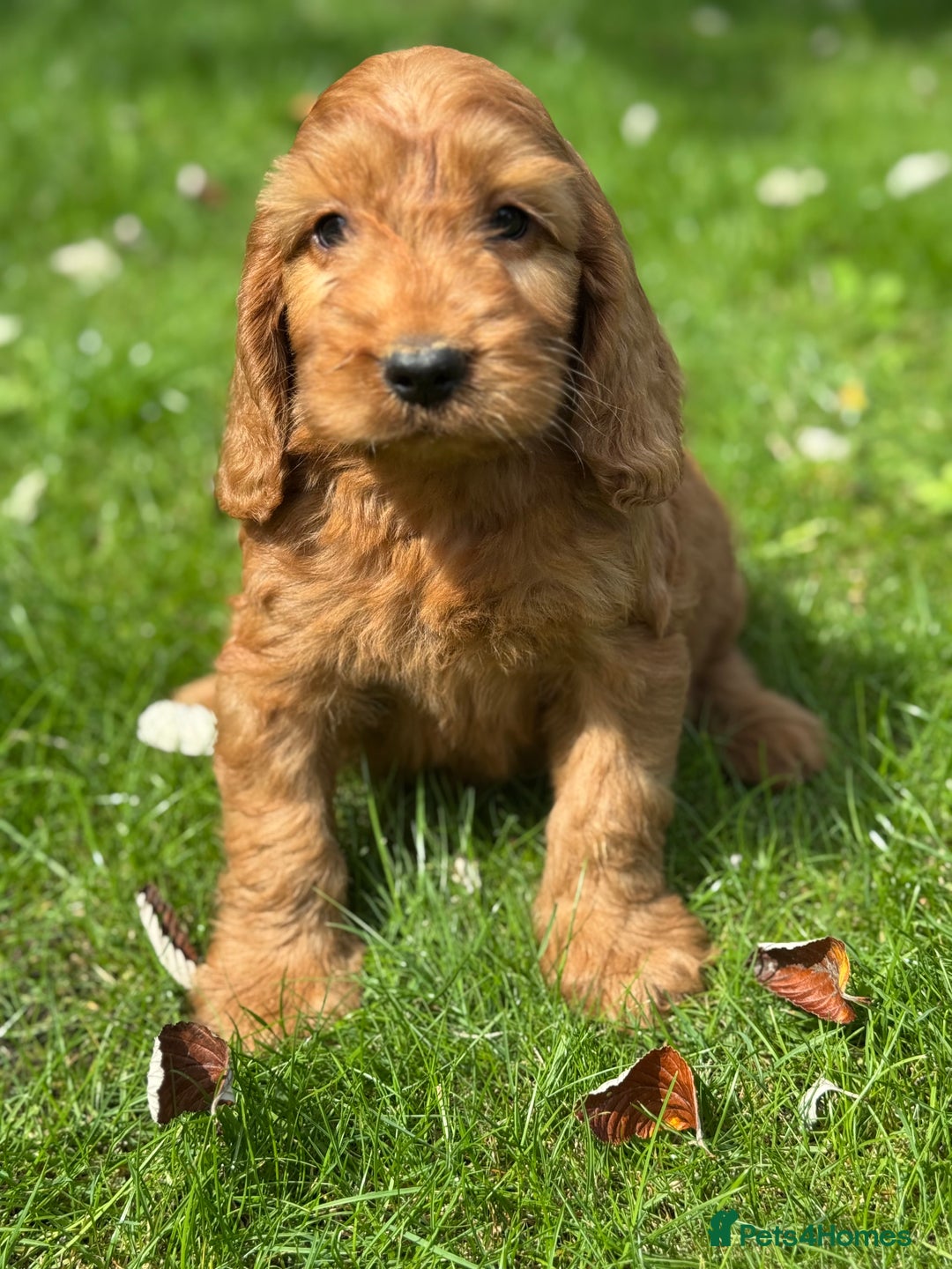 Cockapoo dogs for sale: BEAUTIFUL RED F1 COCKAPOO’S HEALTH TESTED PARENTS  - Image 2