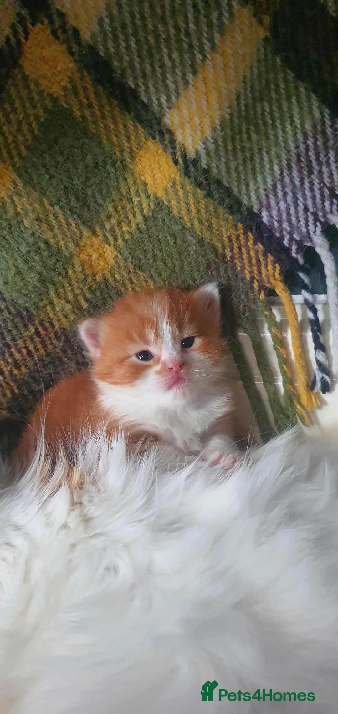 Persian cats for sale: Gorgeous rare colour Persian babies  - Advert 8