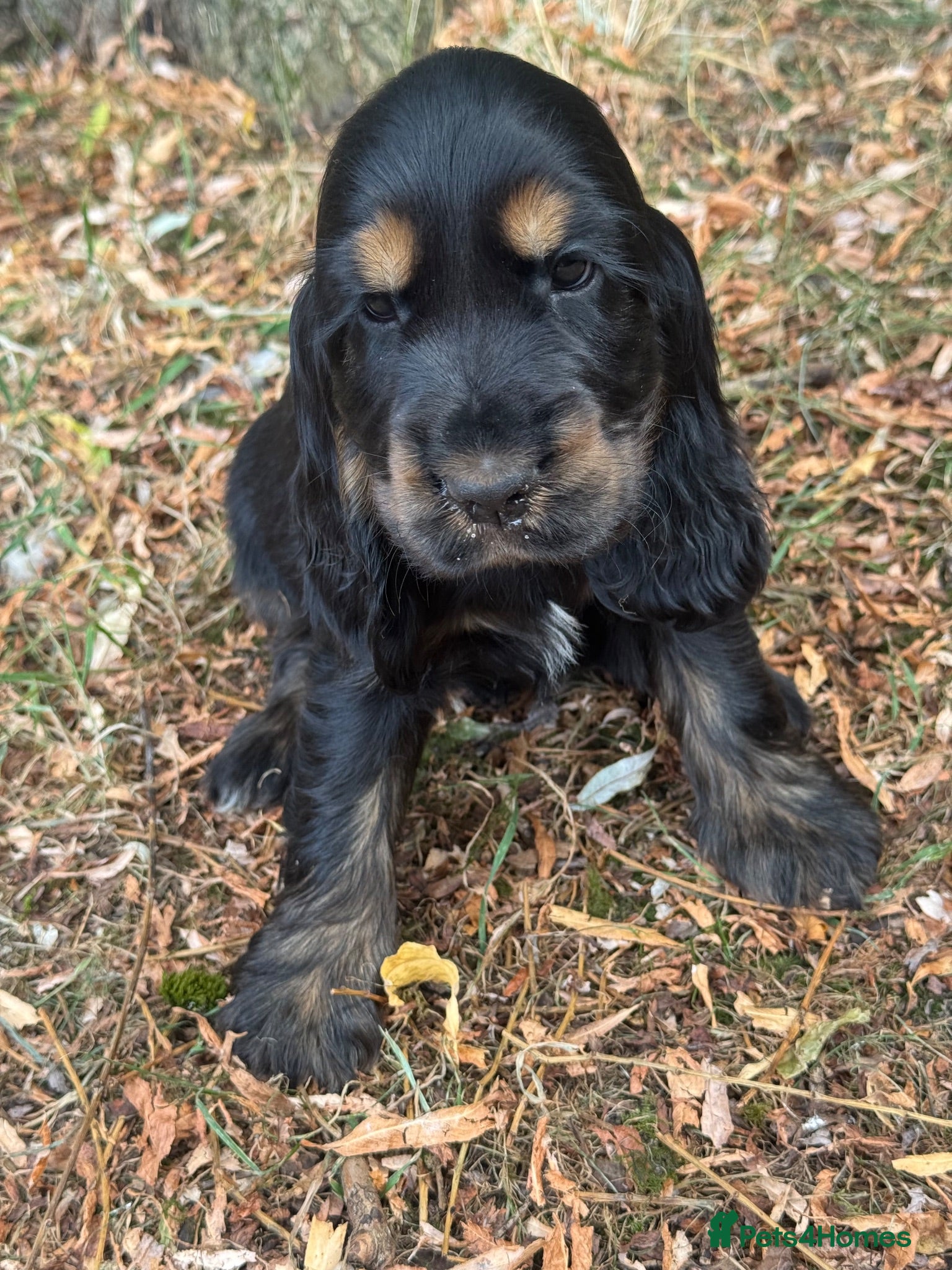 Cocker Spaniel dogs KC REGISTERED 100% SHOWTYPE HEALTH TESTED PARENTS - Advert 1