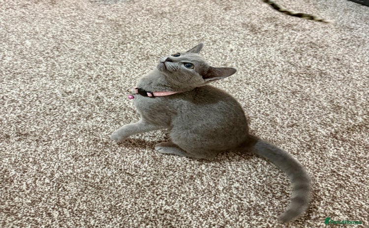 Russian Blue cats - Advert 14