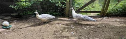 Peafowl poultry for sale: Two female peahens in Taunton - Advert 2
