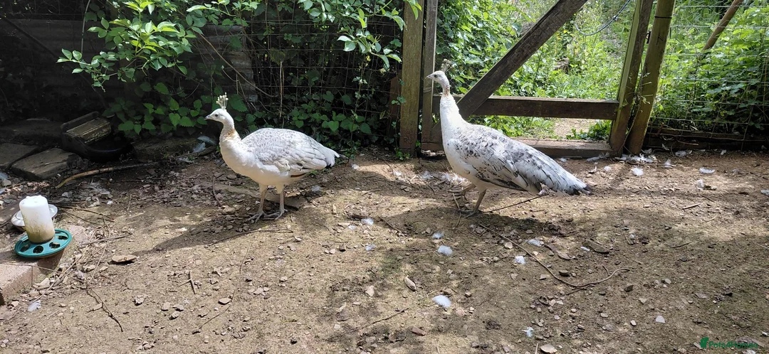 Peafowl poultry for sale: Two female peahens in Taunton - Advert 2