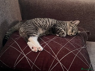 Mixed Breed cats - Advert 22