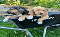 Bloodhound dogs for sale: Beautiful bloodhound puppies  - Image 6