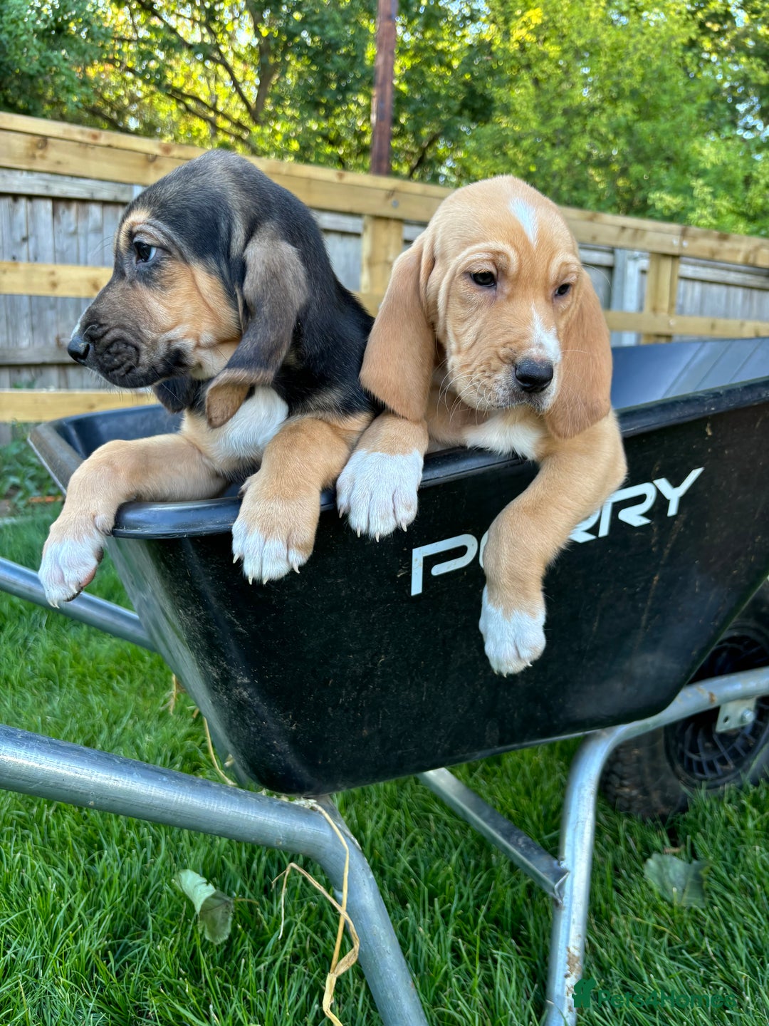 Bloodhound dogs for sale: Beautiful bloodhound puppies  - Image 6