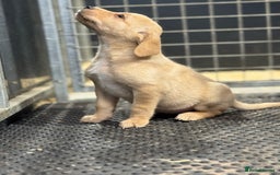 Labrador Retriever dogs for sale: Kc Registered yellow Labrador puppies - Image 9