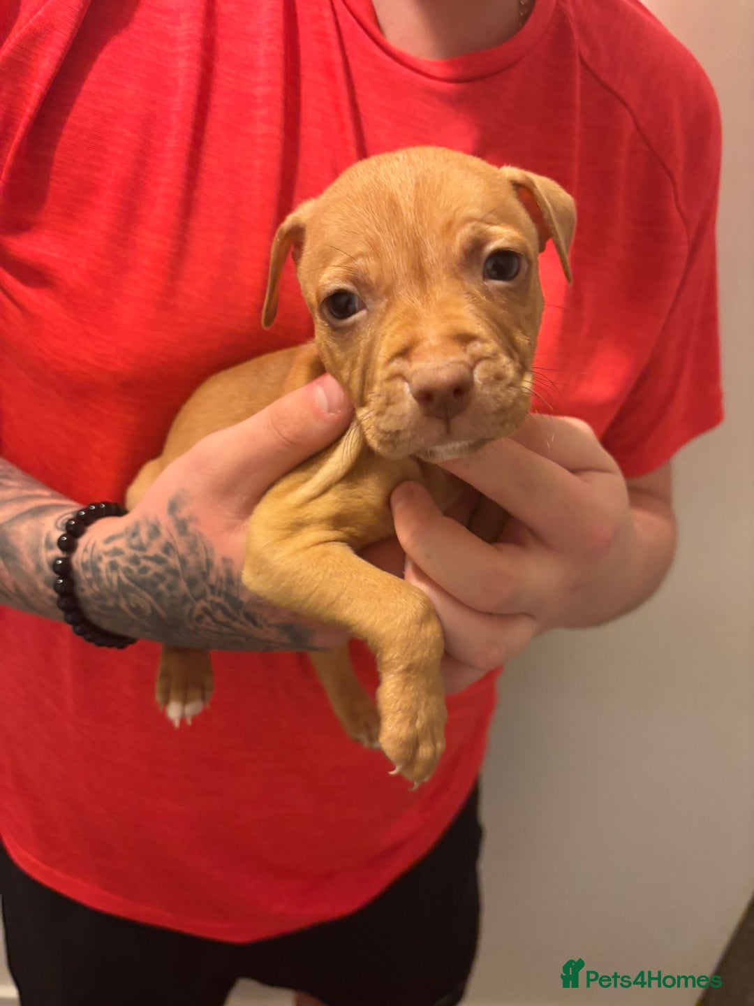 Staffordshire Bull Terrier dogs for sale: Staffy pups (not kc reg) - Image 4