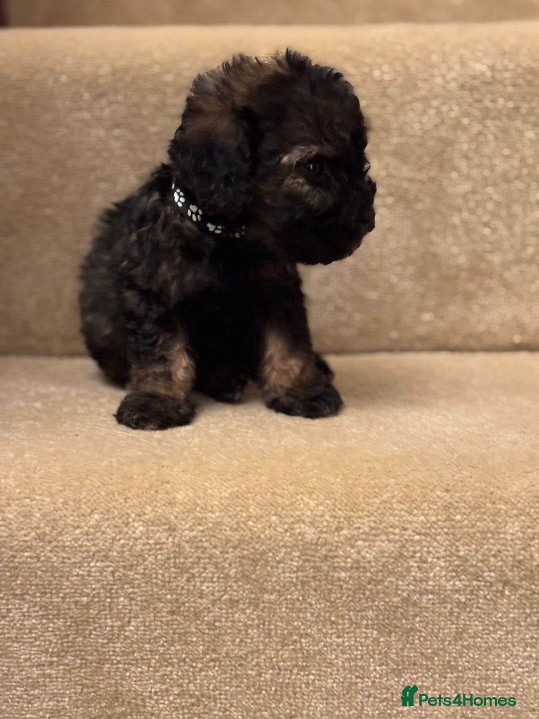 Cavapoo dogs for sale: F1A Cavapoos - Advert 15