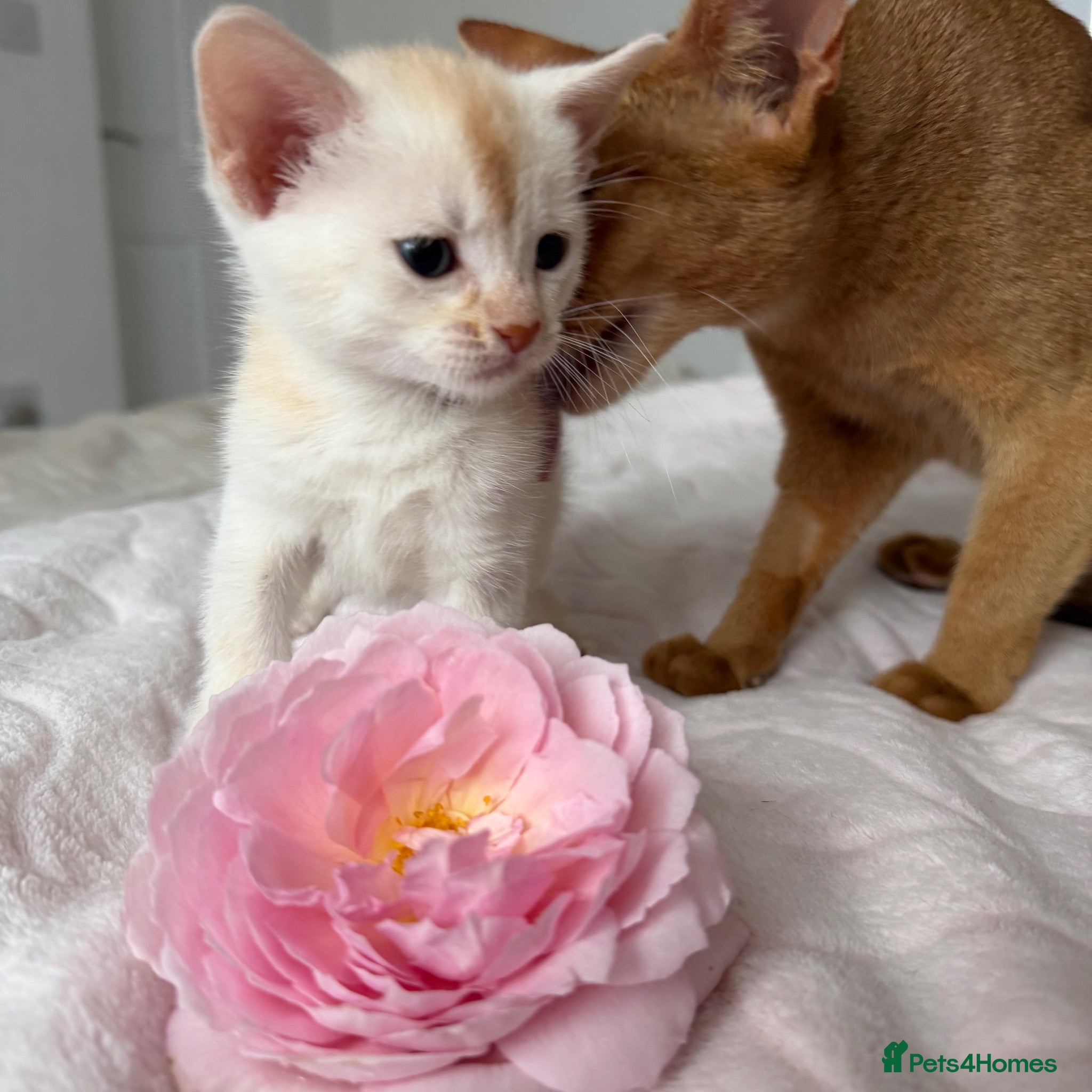 Abyssinian cats ✨ THE JEWEL OF THE LITTER: Rare Silver Sorrel Girl - Advert 1