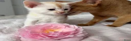 Abyssinian cats for sale: ✨ THE JEWEL OF THE LITTER: Rare Silver Sorrel Girl - Advert 12