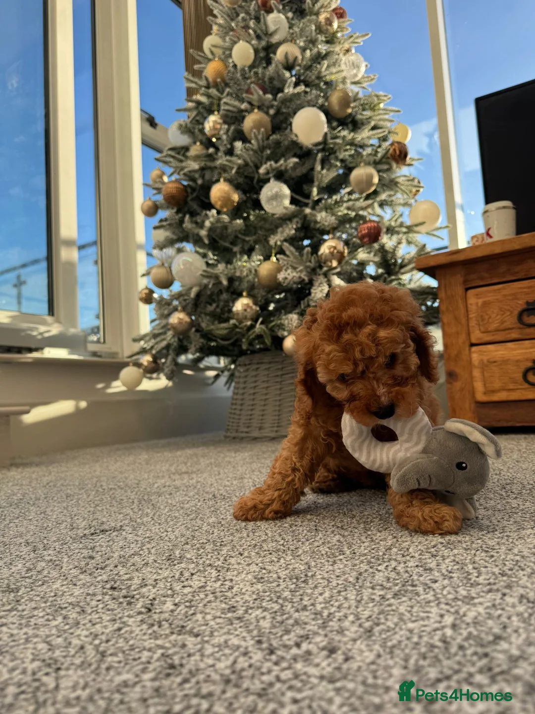 Cavapoo dogs for sale:  4 Months Cavapoo for Sale - Advert 4