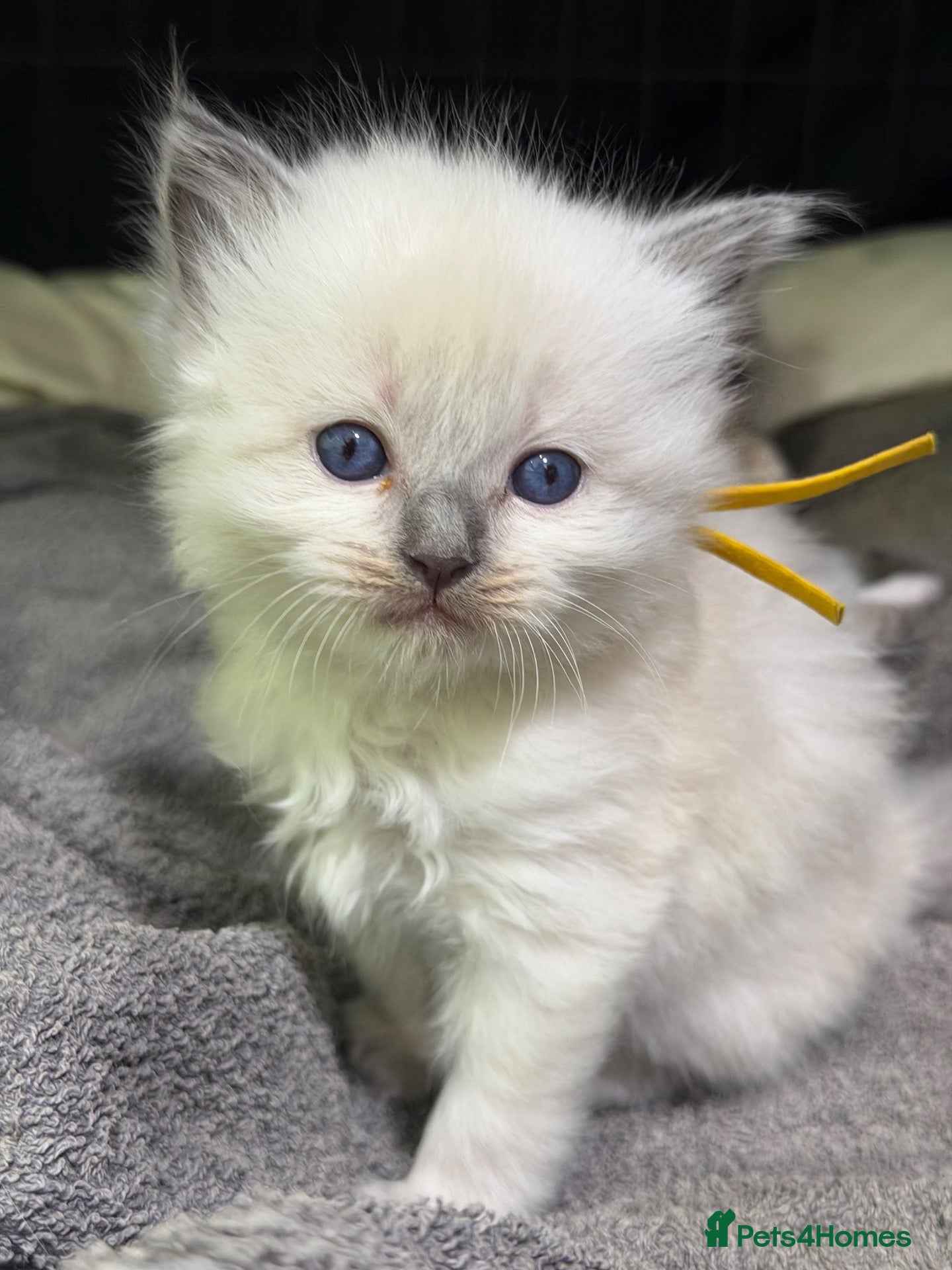 Ragdoll cats for sale: Beautiful ragdoll kittens looking for new homes🤍✨ - Advert 14
