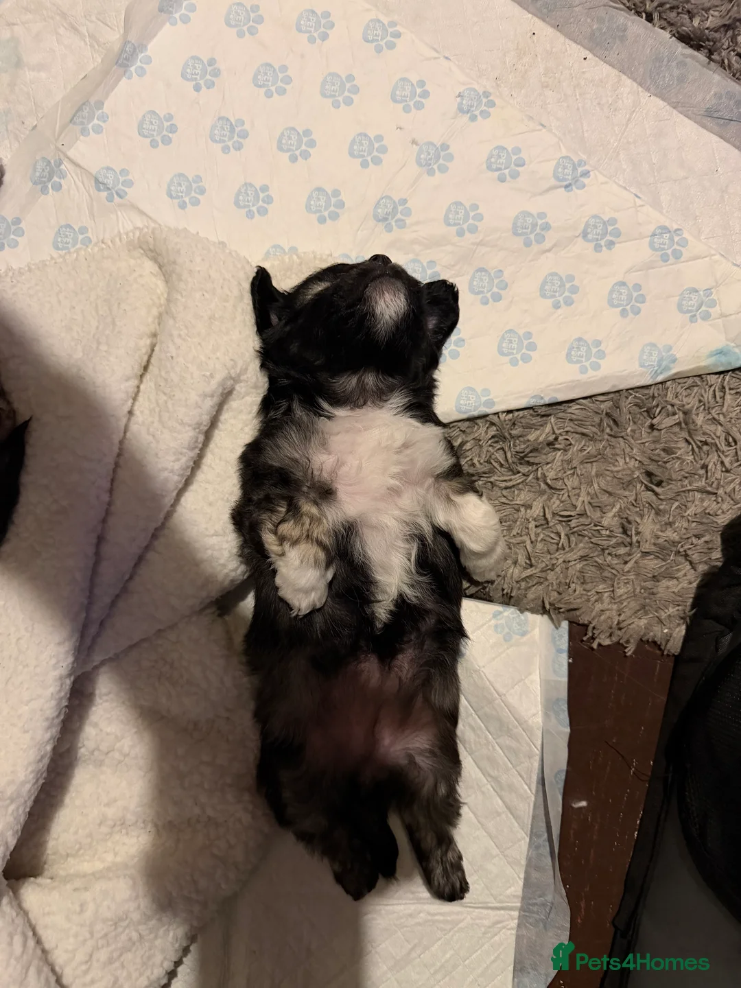 Mixed Breed dogs for sale: Chinese Crested X Shih Tzu - Advert 4