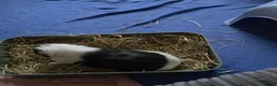 Guinea Pig rodents for sale: Popcorn - sow - 1 year old - Advert 5