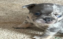 French Bulldog dogs for sale: All Male French’s Bulldog litter - Image 7