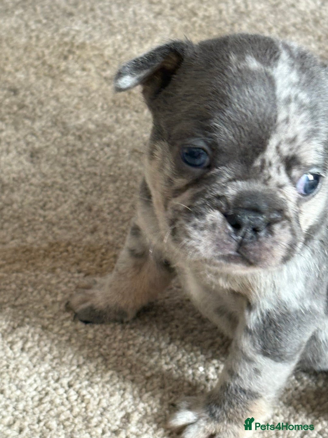 French Bulldog dogs for sale: All Male French’s Bulldog litter - Image 7