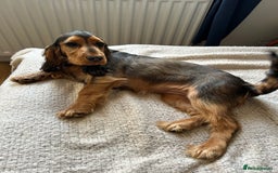 Cocker Spaniel dogs for sale: Outstanding Show Cocker Spaniel DNA Tested - Advert 16