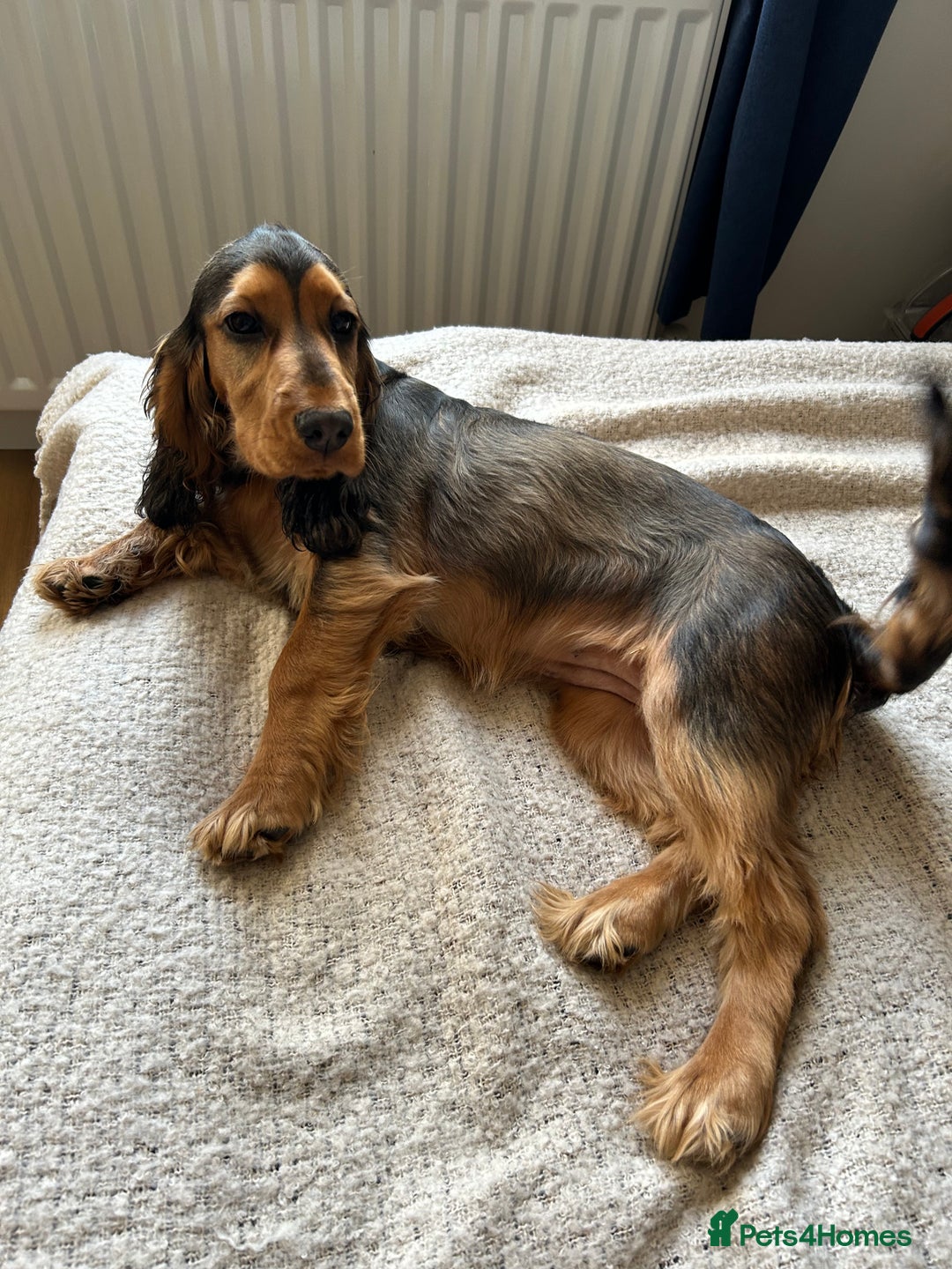 Cocker Spaniel dogs for sale: Outstanding Show Cocker Spaniel DNA Tested - Advert 16