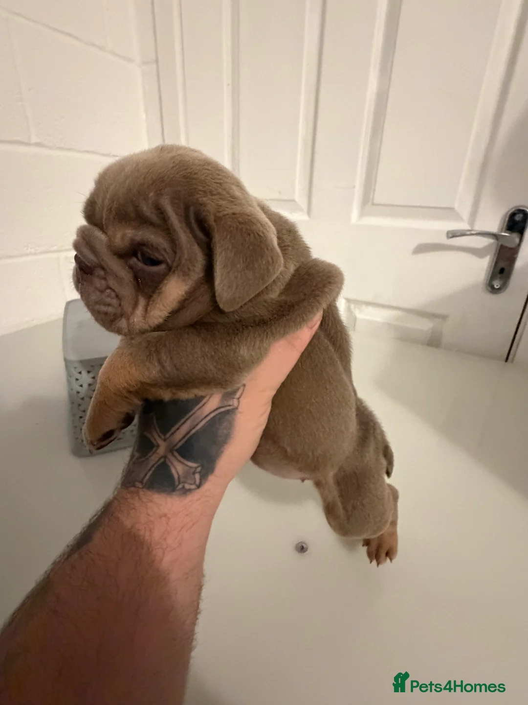 English Bulldog dogs for sale: 1 stunning female left 🔥🔥🔥 - Advert 12