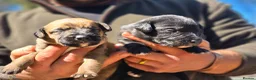 Mixed Breed dogs for sale: Bedlington whippet. Woody & Paddy - Advert 21