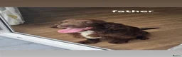 Cockerdor dogs for sale: Beautiful Cockerdor Puppies - Ready Soon in Blackburn - Advert 6