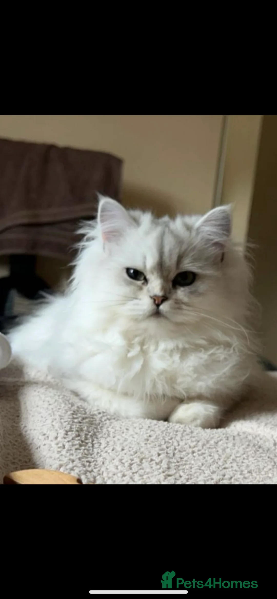 Persian cats for sale: Persian Chinchilla - Advert 1