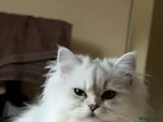 Persian cats Persian Chinchilla - Advert 2